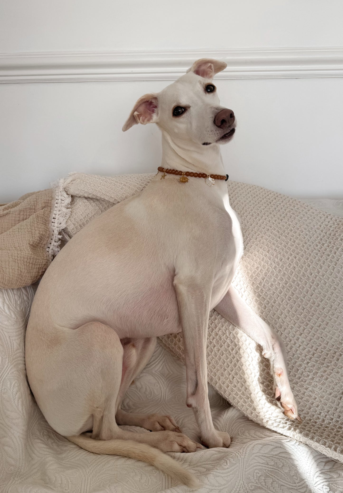 Low Tide Medallion Necklace - Aura Necklaces